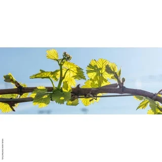 Câble chauffant anti-gel vignes 1680W 92m Heatcom - protection bourgeons gelées