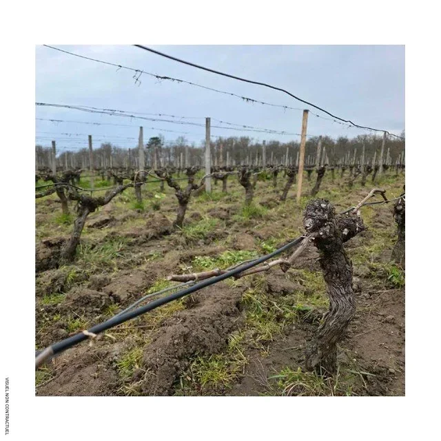 Câble antigel vignes HEATCOM 2330W 130m - Protection bourgeons gelées printanières